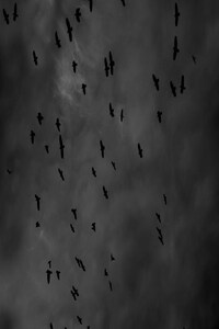 Одинокая ворона