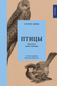 Птицы. Крылатые чудеса природы