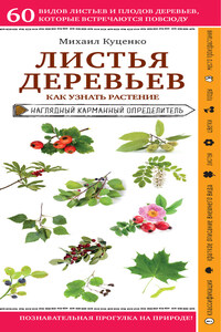 Листья деревьев. Как узнать растение