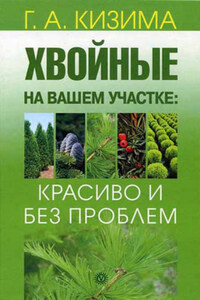 Хвойные на вашем участке: красиво и без проблем