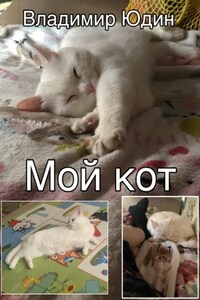 Мой кот