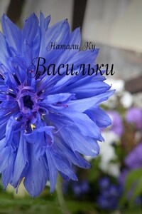 Васильки